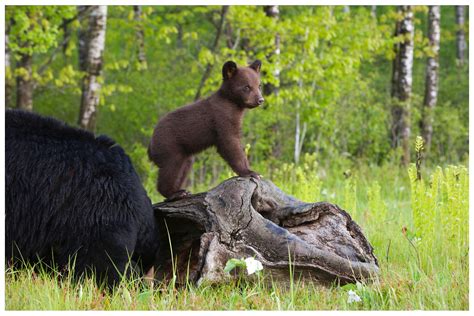 Wildlife to Watch in Yellowstone National Park