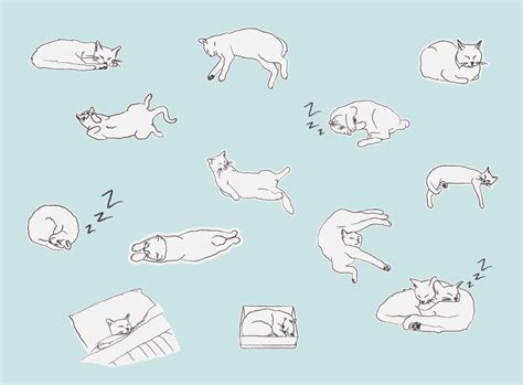 13 Common Cat Sleeping Positions & What They Mean – Furtropolis