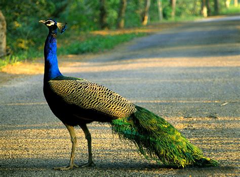 National Bird of India | Cultural India, Culture of India