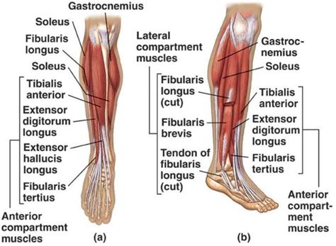 Anatomi Otot Tibialis Anterior Pada Tubuh Manusia - Anatomi Tutorial