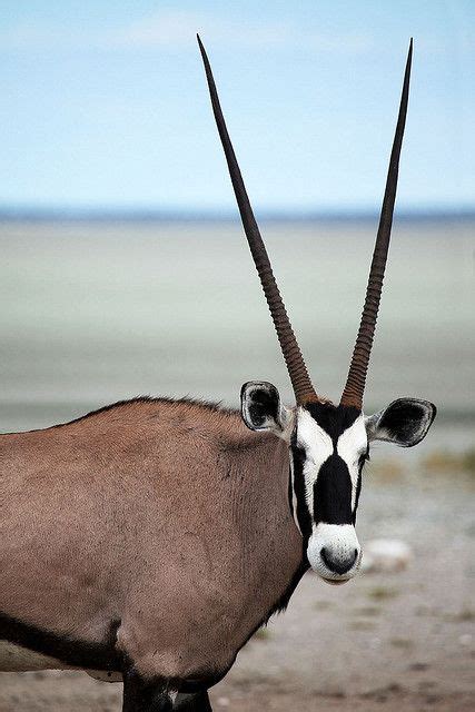 oryx | Animals with horns, Animals, African animals