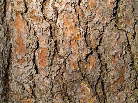 Evergreen Tree Bark Background — Stock Photo © Frankljunior #2987729