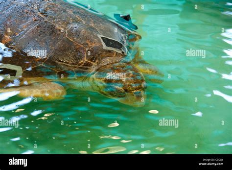 Georgia, Jekyll Island. Georgia Sea Turtle Center, turtle hospital ...