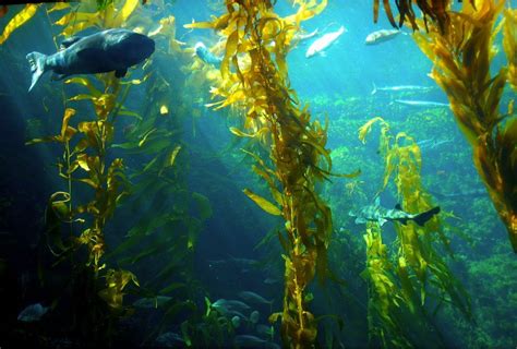 New seaweed discovered 100m below Antarctic Ocean - BBC News