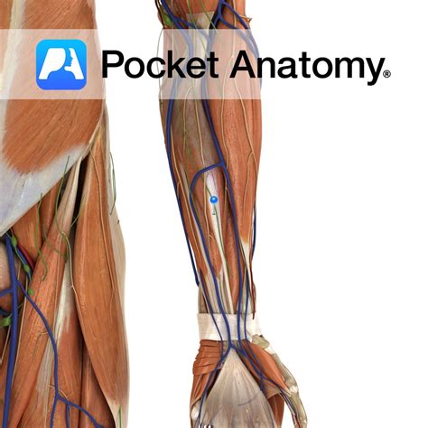 Humerus - radial fossa - Pocket Anatomy