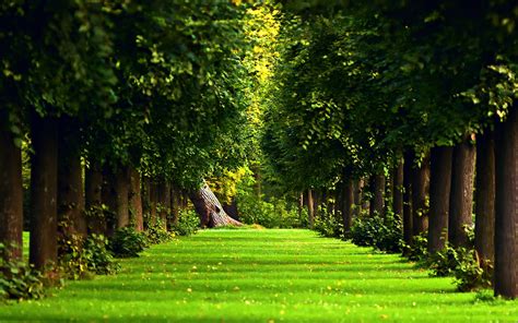 forest, Simple Background, Trees, Path, Nature, Landscape Wallpapers HD ...