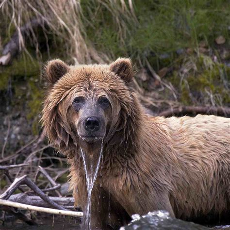 Major Parks & Forests on Alaska's Kenai Peninsula