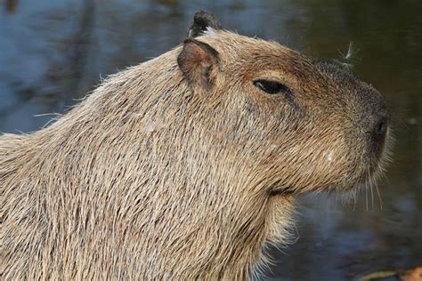 Capybara – the World's Largest Rodent | DinoAnimals.com