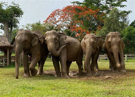 3 Best Elephant Sanctuaries To Visit In Chiang Mai