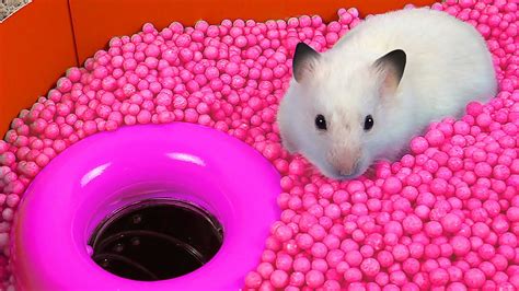 Hamster Ball pool Maze - YouTube