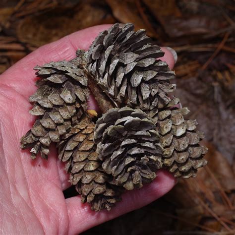 Types Of Pine Cones