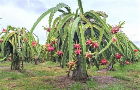 Pohon Buah Naga - Habitat, Klasifikasi, & Morfologi