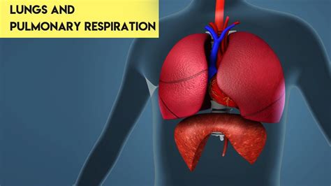 Lungs and Pulmonary respiration | Class 11 | Biology | 3d Animated ...