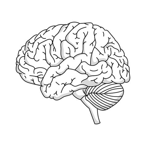 Brain Line Drawing Images - Free Download on Freepik