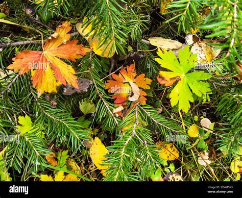 A few leaves of the Bigtooth Maple, at different stages of changing to ...