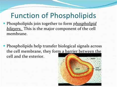 Phospholipids 2003