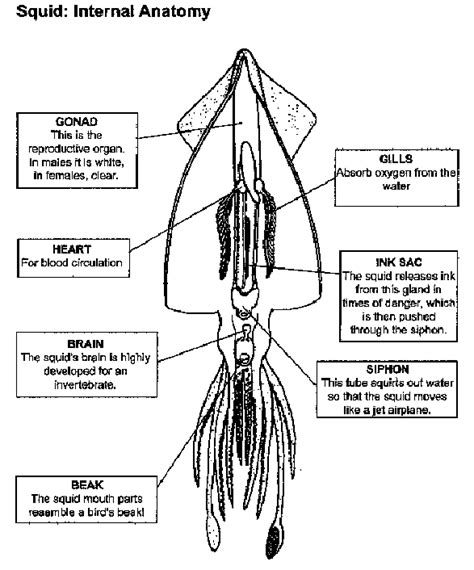 Squid Internal Anatomy Worksheet