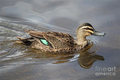 Pacific Black Duck Photograph by John Watkins/FLPA - Fine Art America