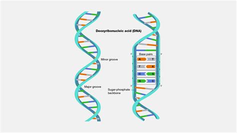 Double Helix