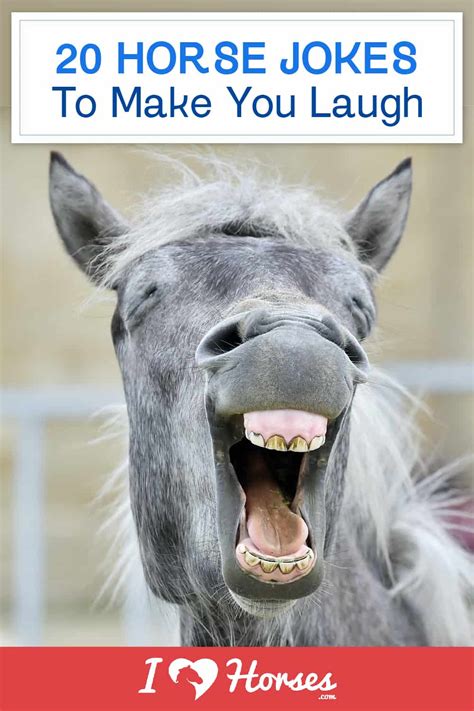 20 Horse Jokes To Make You Laugh