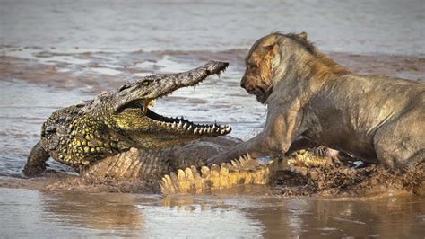 Crocodile Attack Lion