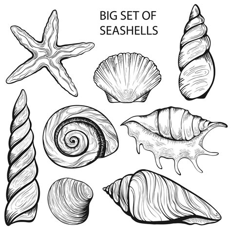 Sea Shell Drawing at GetDrawings | Free download