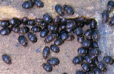 Small Hive Beetle | Southeastern Indiana Beekeepers Association