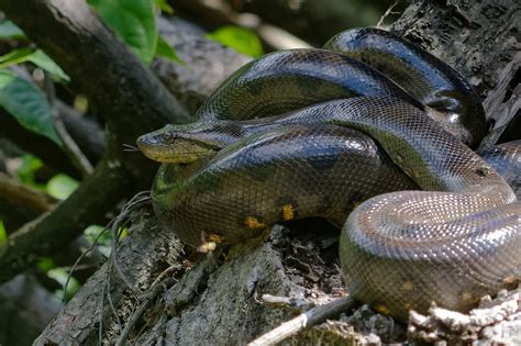 Largest Snake In The Amazon: Top 10 Anaconda Facts - Rainforest Cruises