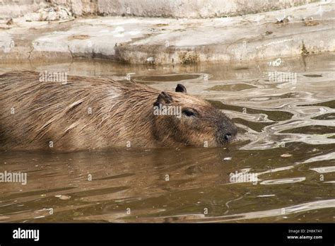 Capybara swimming in the water Stock Photo - Alamy