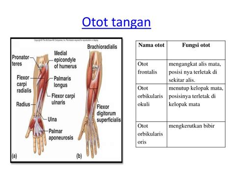 Arti Kedutan Otot Tangan Kanan: Apakah Tanda-Tanda Sesuatu? - Simbol.co.id