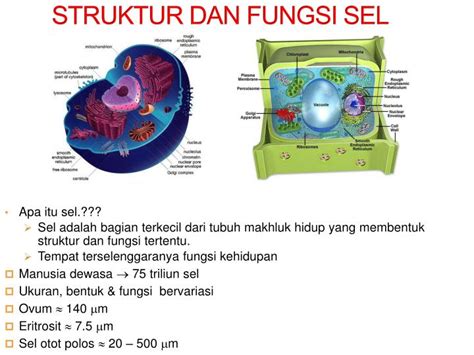 PPT - SEL PowerPoint Presentation - ID:5124858