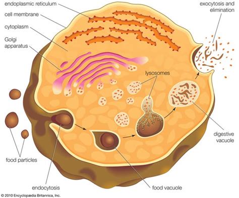 lysosome | Description, Formation, & Function | Britannica