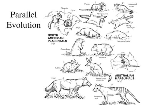 PPT - Evolution PowerPoint Presentation - ID:1979724