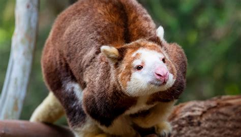 Tree kangaroo | San Diego Zoo Kids