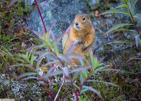 Arctic Ground Squirrel Facts, Pictures & Information: Longest Hibernation