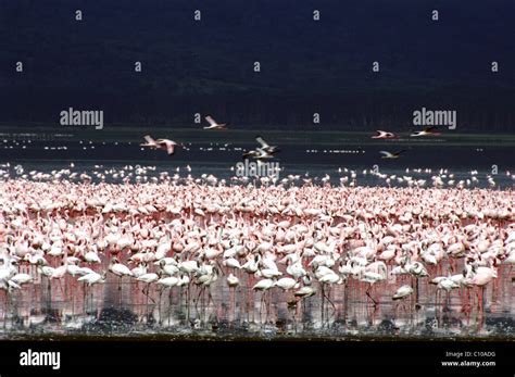 flamingos at lake nakuru, kenya Stock Photo - Alamy