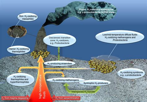 Scientists Discover Deep-Sea Bacteria Have a Metabolism Unlike Anything ...