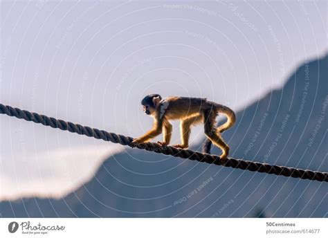 Walking monkey on the rope - a Royalty Free Stock Photo from Photocase