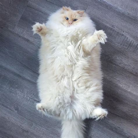 People Are Losing It Over This Incredible Fluffy Ragdoll Cat