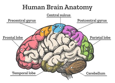 Anatomy Of Brain Quiz - Anatomical Charts & Posters