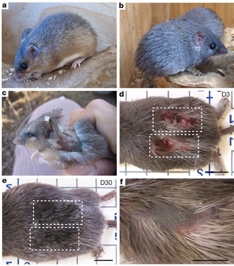 How Mice Could Help You Regenerate a Lost Limb | Biomechanics in the Wild