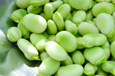 Fava Beans – Fresh Fork Market