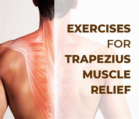 Trapezius Muscle Exercise