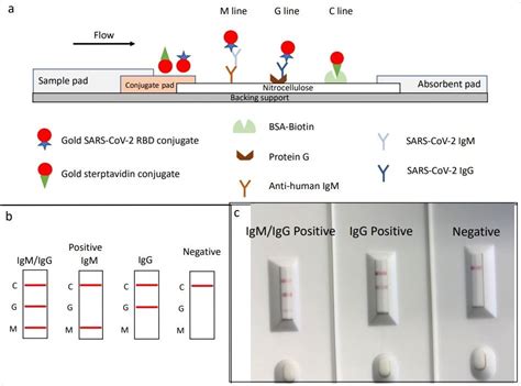 Are Monoclonal Antibodies Igg Or Igm: Unraveling The Immune Puzzle