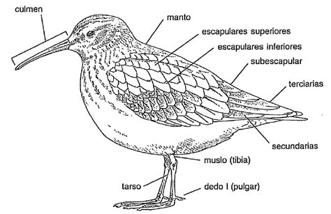 Aves de España: Toponimia de un ave