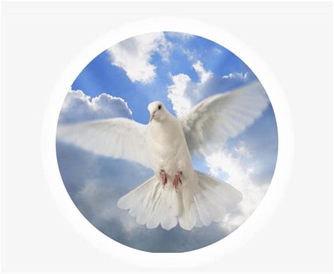 Holy Spirit Dove Transparent PNG - 1037x803 - Free Download on NicePNG