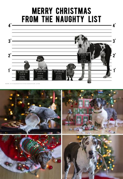 funny-christmas-card-idea-for-pets, pet mugshots, dog mugshots ...