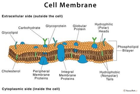 Cell Membrane: Definition, Structure, & Functions with Diagram