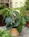 Amazon.com : #1087 DWARF HONEY FIG TREE 5 seeds : Tree Plants : Patio ...