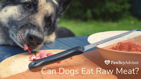 What to Do If Your Dog Eats Raw Meat - Dog Show TV